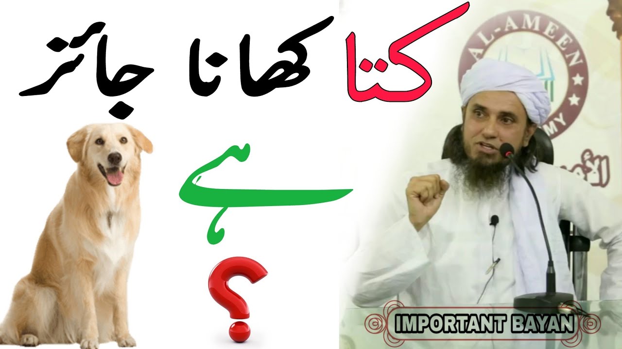 Mutlu Halal Hähnchen Grill Und Döner Kutta Halal H Ya Haram | Mufti Tariq Masood | Islamic Views | - YouTube