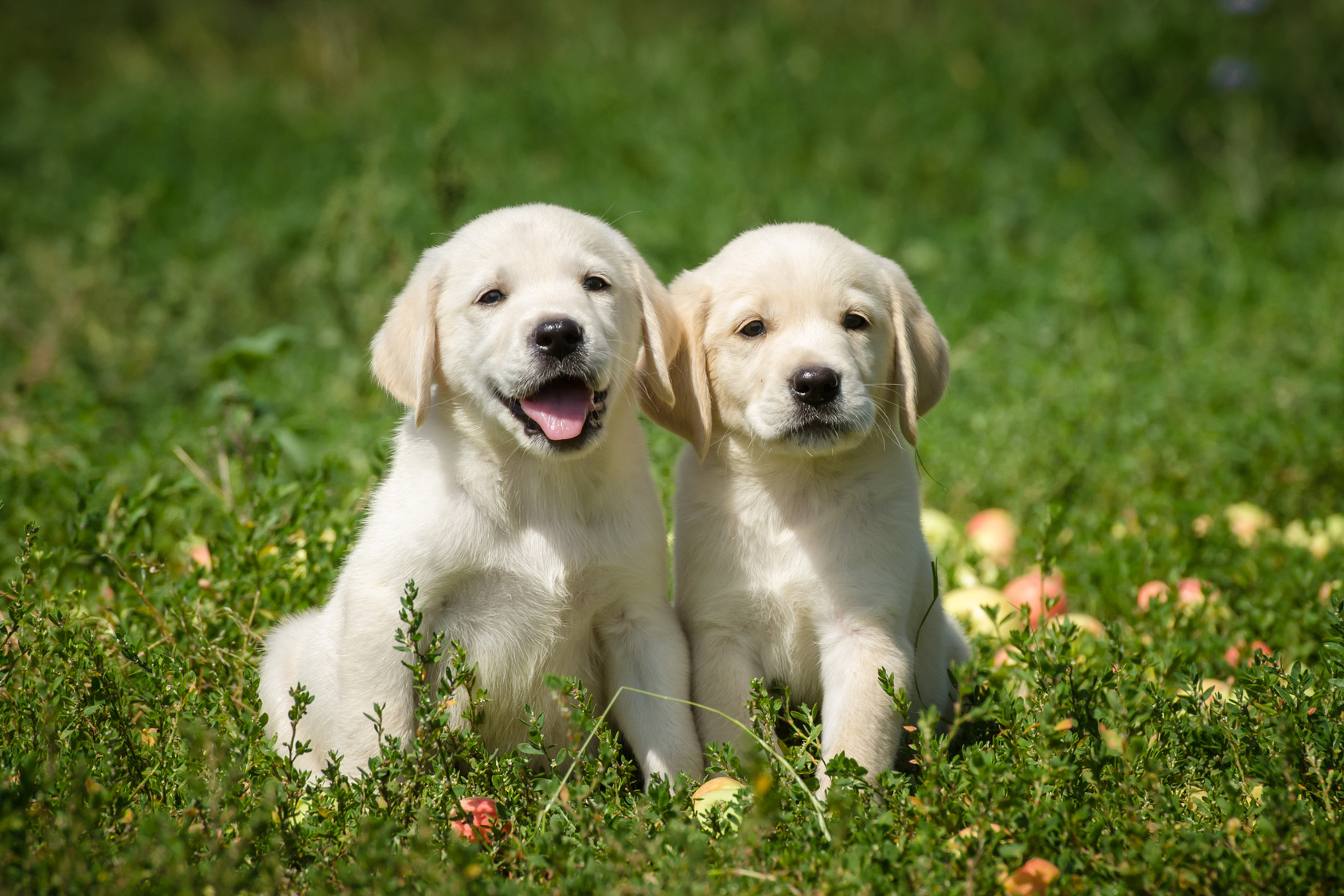 Hunde Zu Verschenken In Lübeck Labrador Retriever: Charakter, Haltung & Pflege | zooplus Magazin