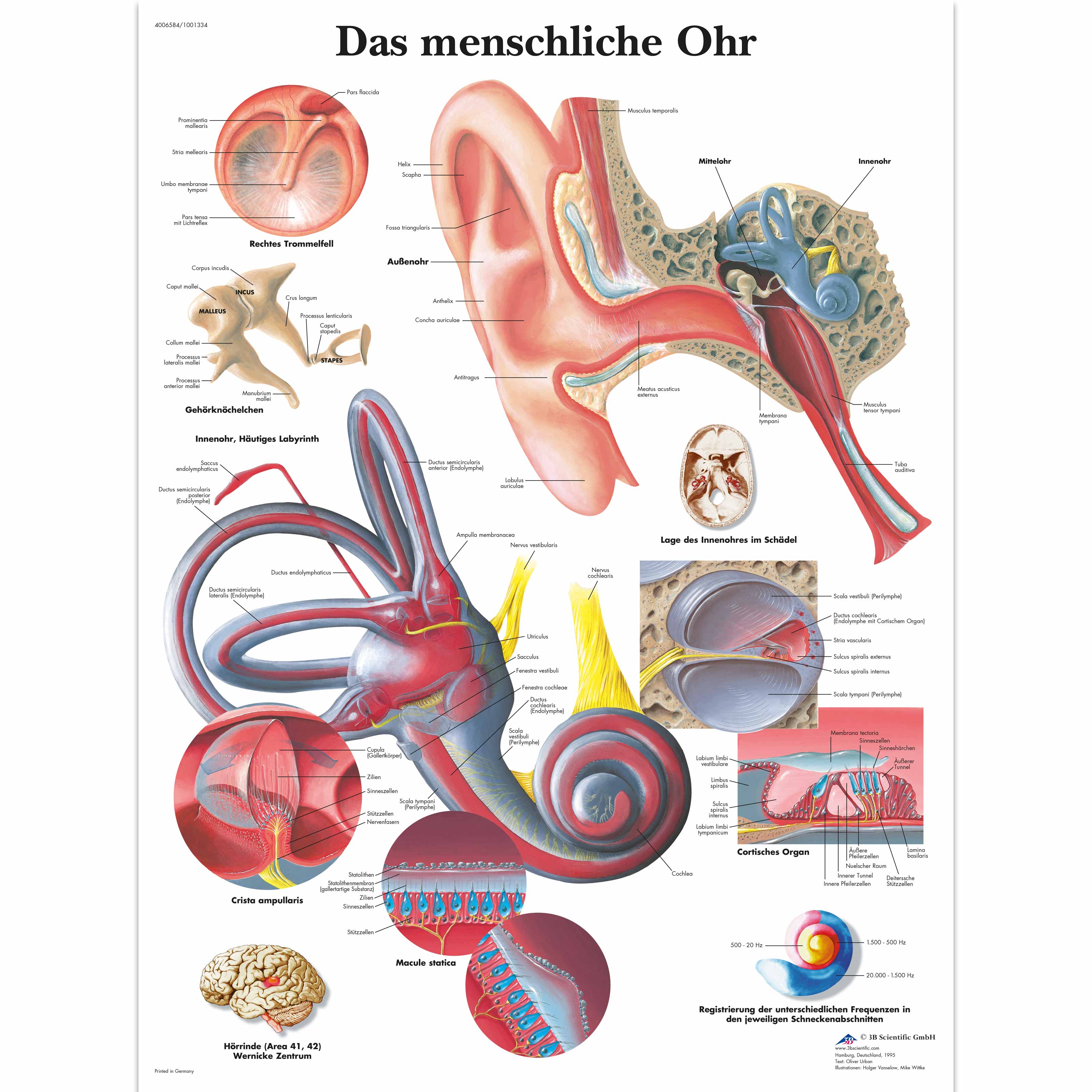 Hno Am Kuhberg Dr. Wellbrock Dr. Müller-jenckel - Neumünster Lehrtafel - Das menschliche Ohr - 1001334 - 3B Scientific - VR0243L