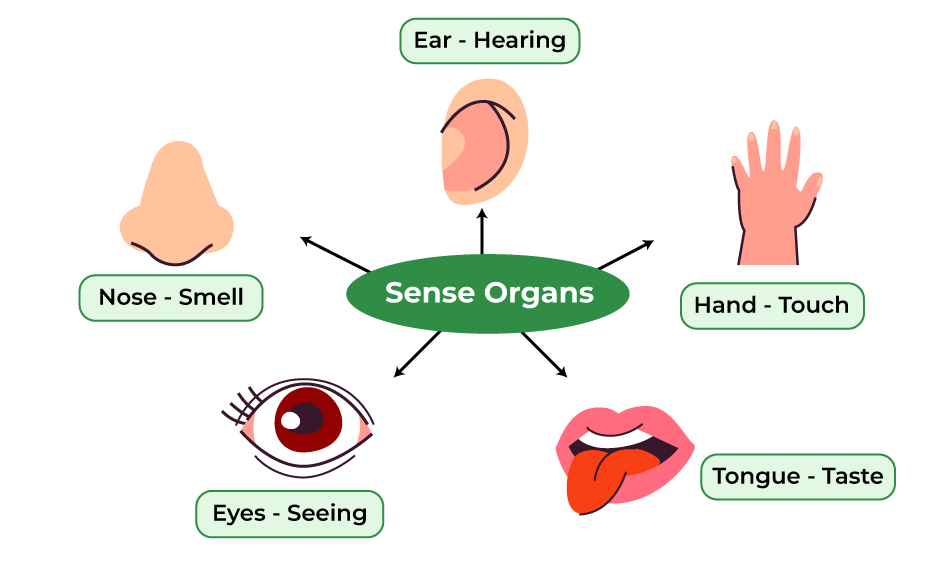 Sense Of Thai - Massage & Wellspa List of Five Sense Organs and Their Functions | GeeksforGeeks