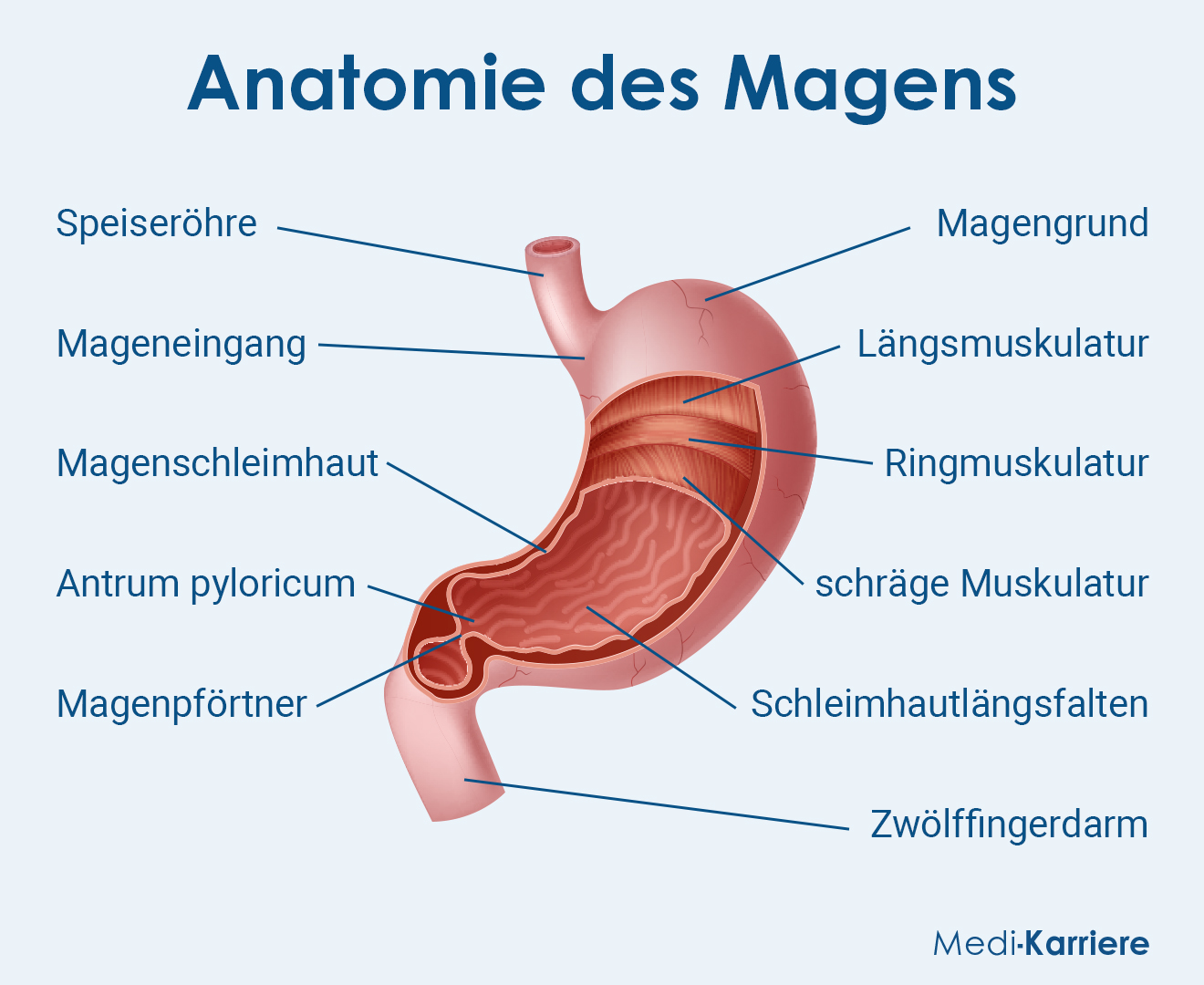 Magen Und Darmspiegelung In Der Nähe Magen: Anatomie und Funktion | Medi-Karriere