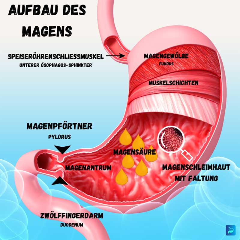 Magen Darm Praxis Prof Dr Krammer & Kollegen Magen: >Aufbau > Funktion > Verdauungskaskade