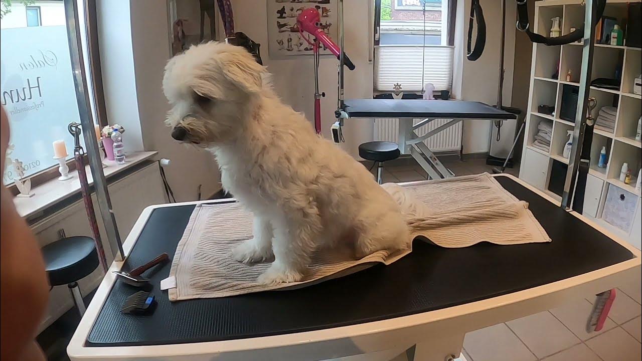 Hundefriseur In Der Nähe Jetzt Geöffnet