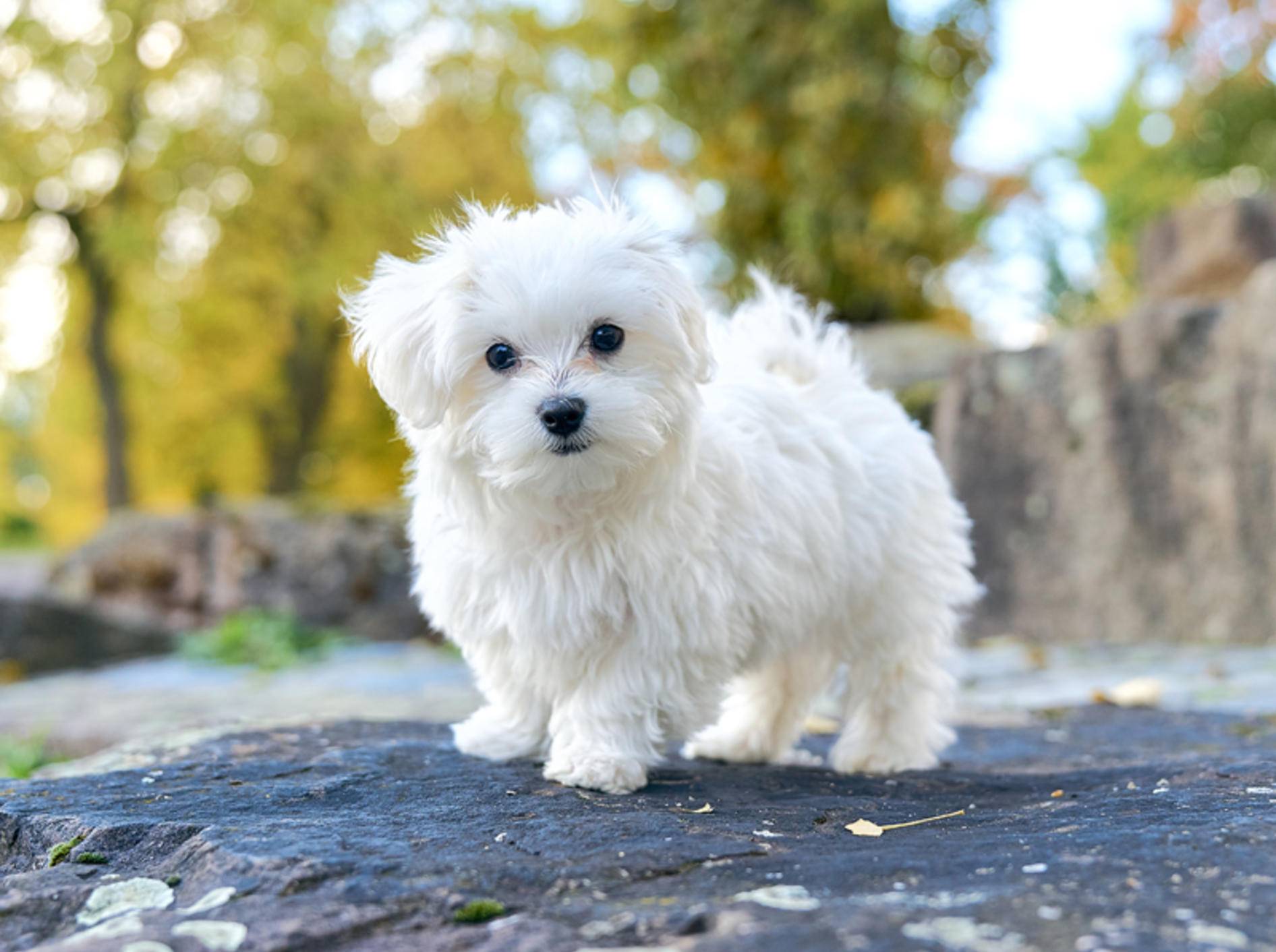 Hunde Und Katzenfriseur In Der Nähe Malteser-Hund: Alle Infos und Tipps zur Rasse