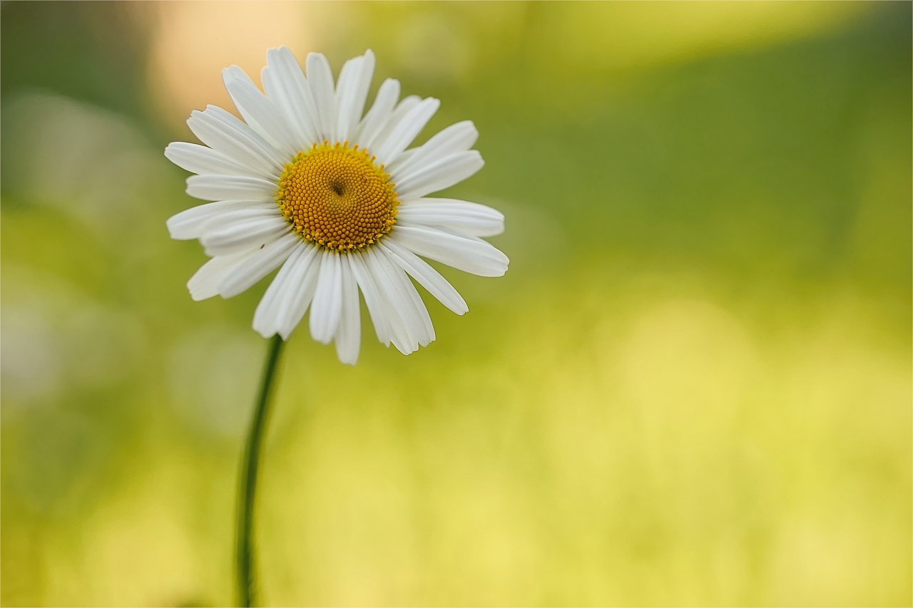Margarete Victoria Weber Fa Für Hals-nasen-ohrenheilkunde Margarete (Forum für Naturfotografen)