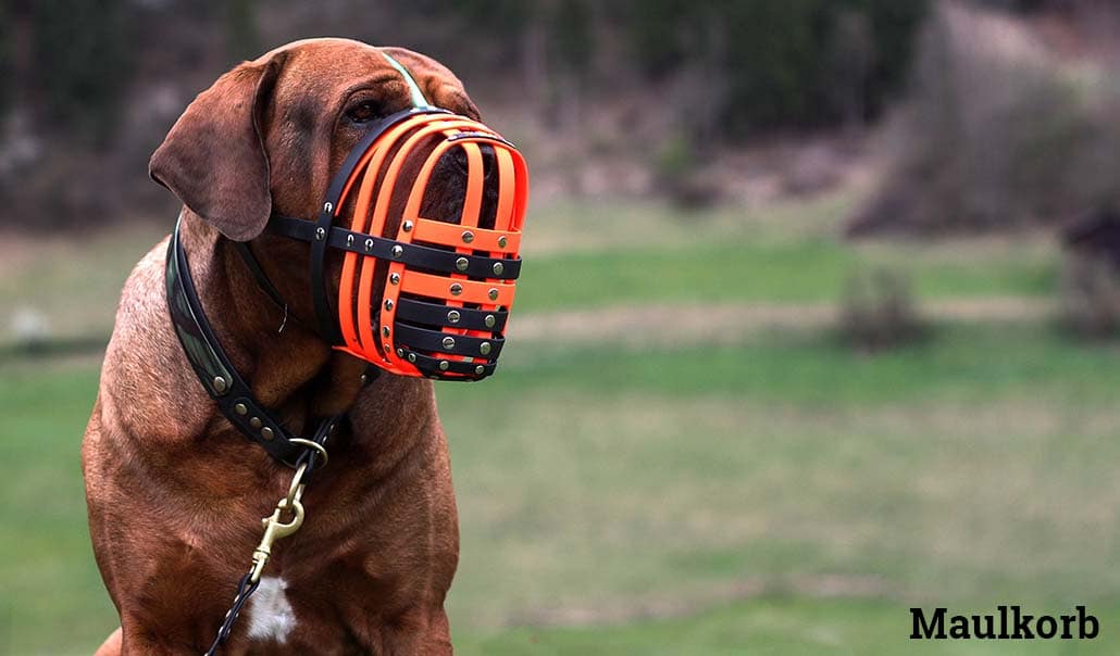 Welche Hunde Müssen Einen Maulkorb Tragen Maulkorb für Hunde ᑕ ᑐ Testberichte - Kaufempfehlungen - Angebote