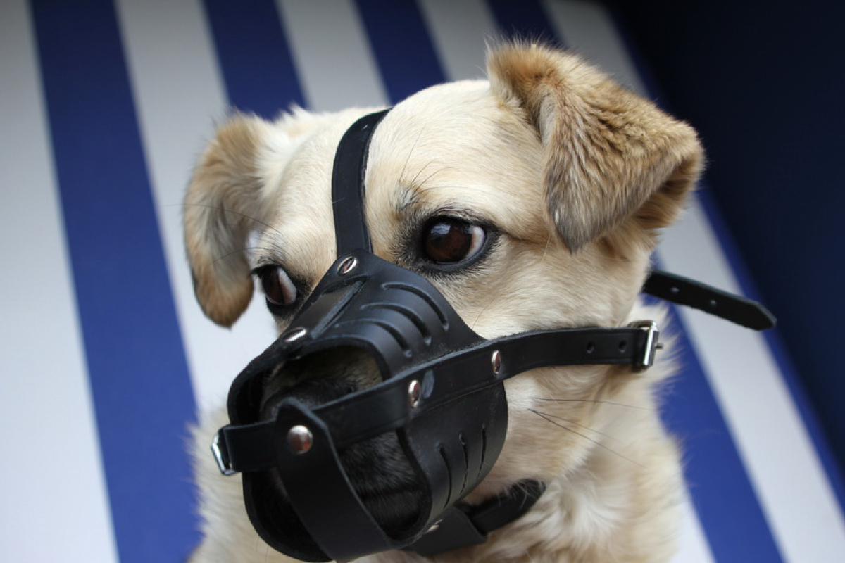 Welche Hunde Müssen Einen Maulkorb Tragen Maulkorbpflicht für Hunde - Hundemagazin