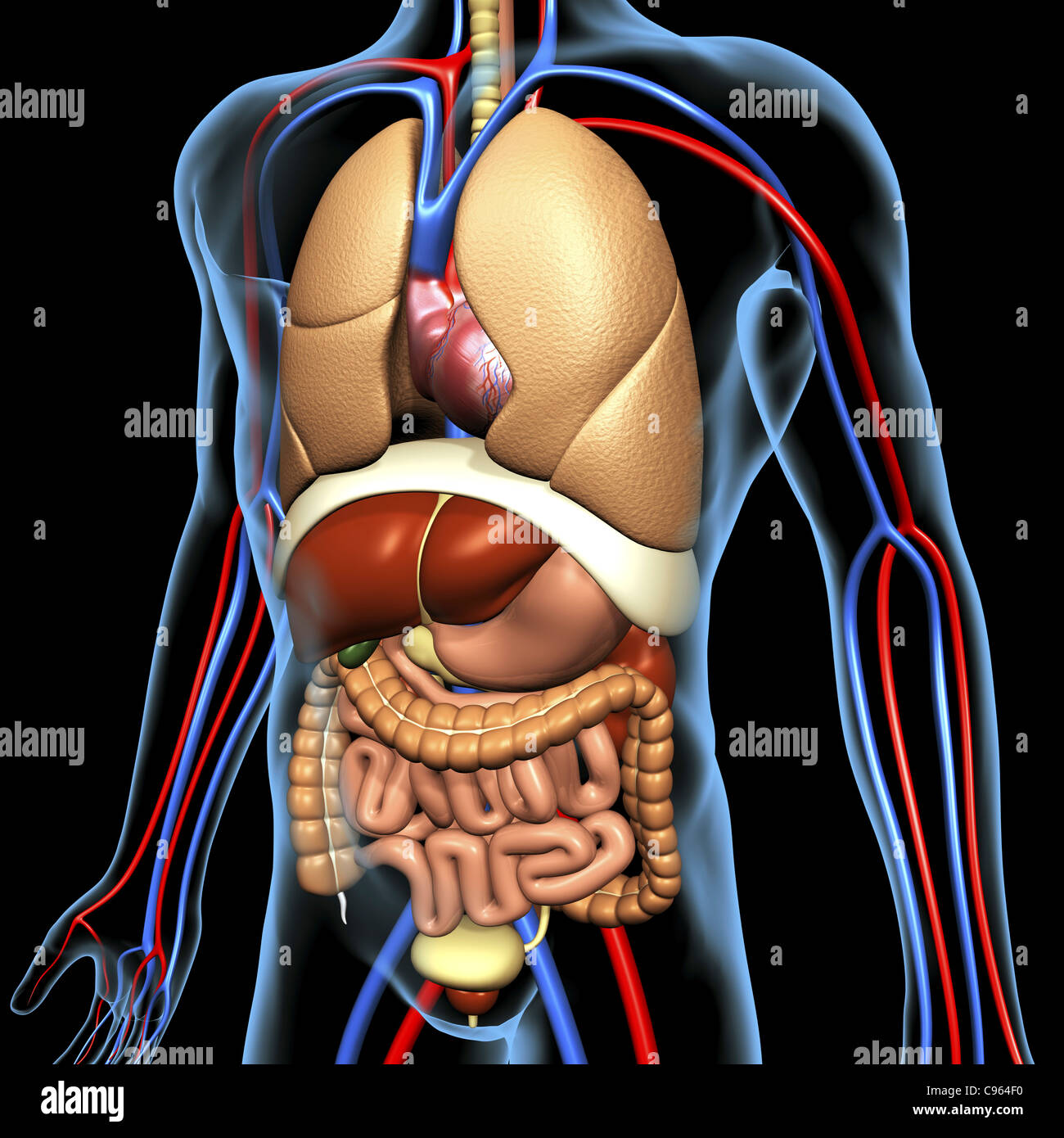 Anatomie Der Inneren Organe Des Menschen Menschliche Anatomie, artwork Stockfotografie - Alamy