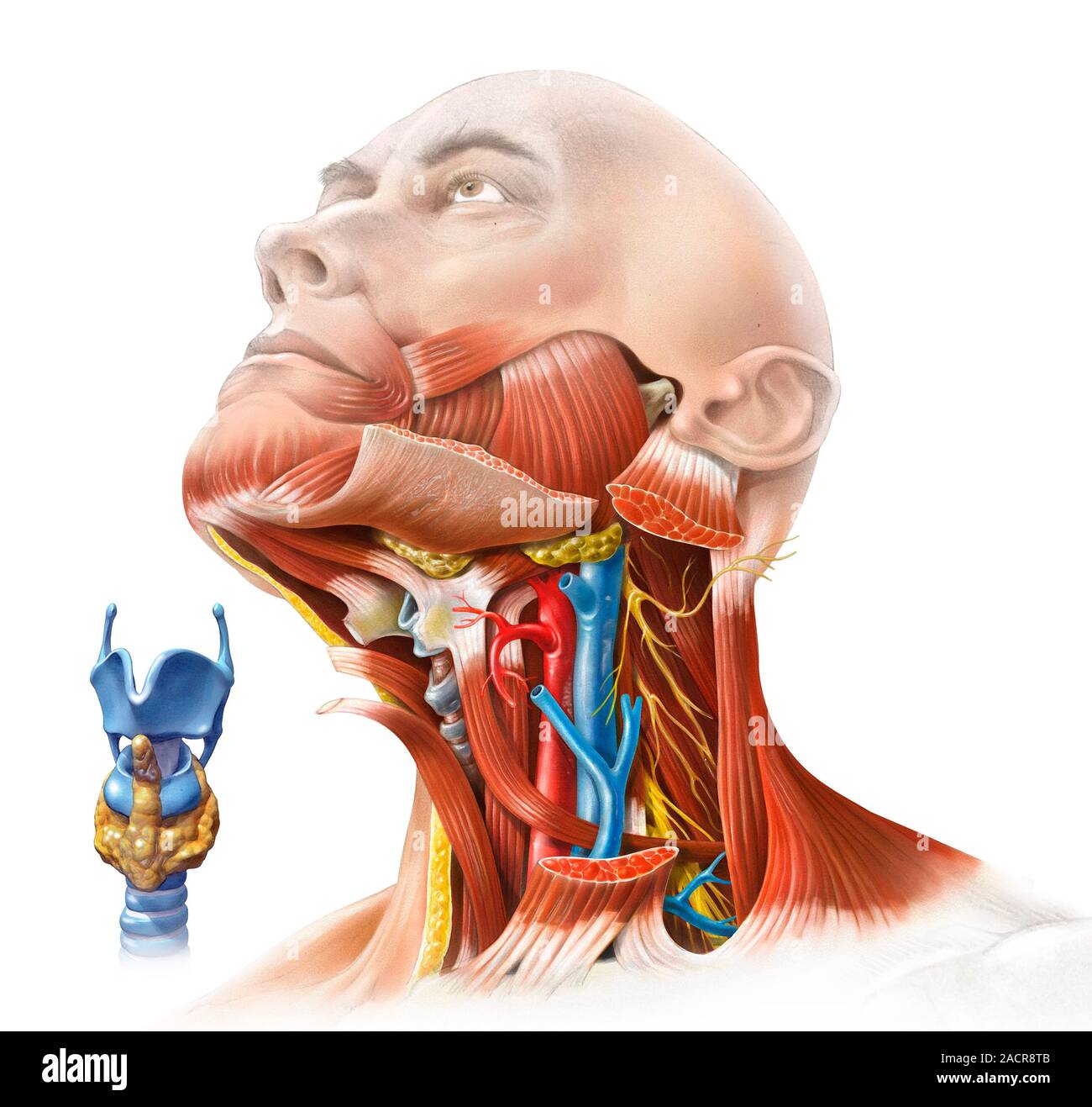 Hals Nasen Ohren Arzt Ludwigshafen Oggersheim Menschliche Hals Anatomie, Kunstwerke. Diese Zerlegung der Ausschnitt