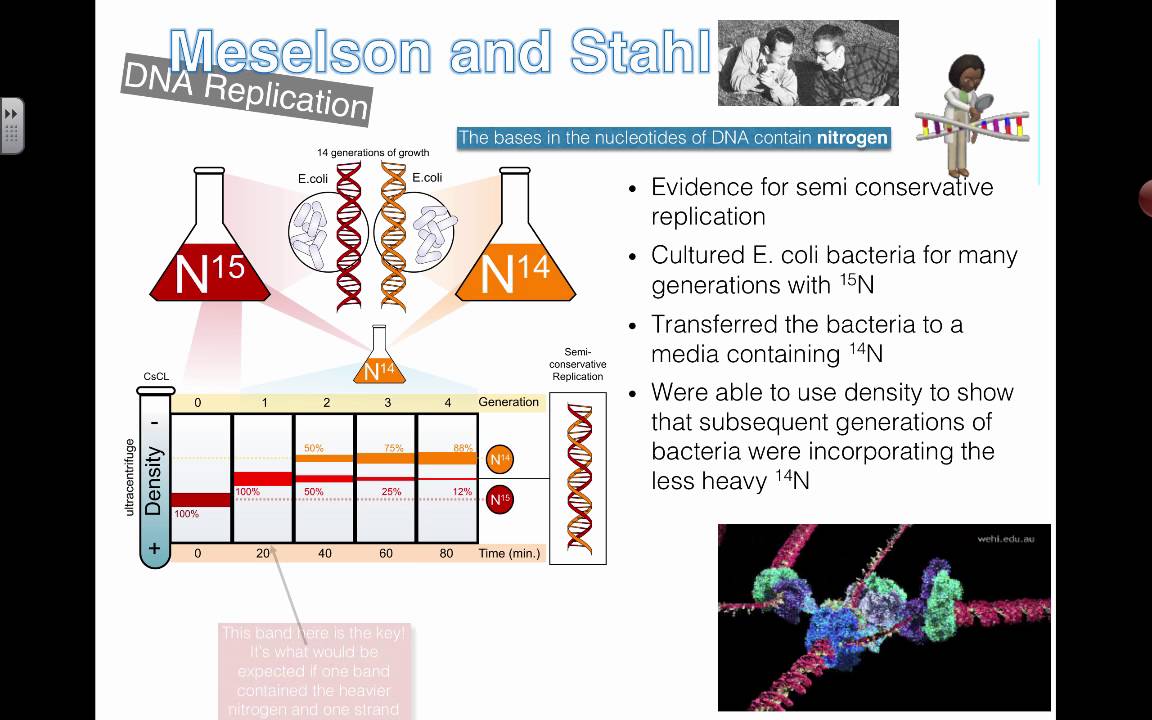 Meselson Stahl Experiment Einfach Erklärt Meselson and Stahl Experiment (2016) IB Biology - YouTube