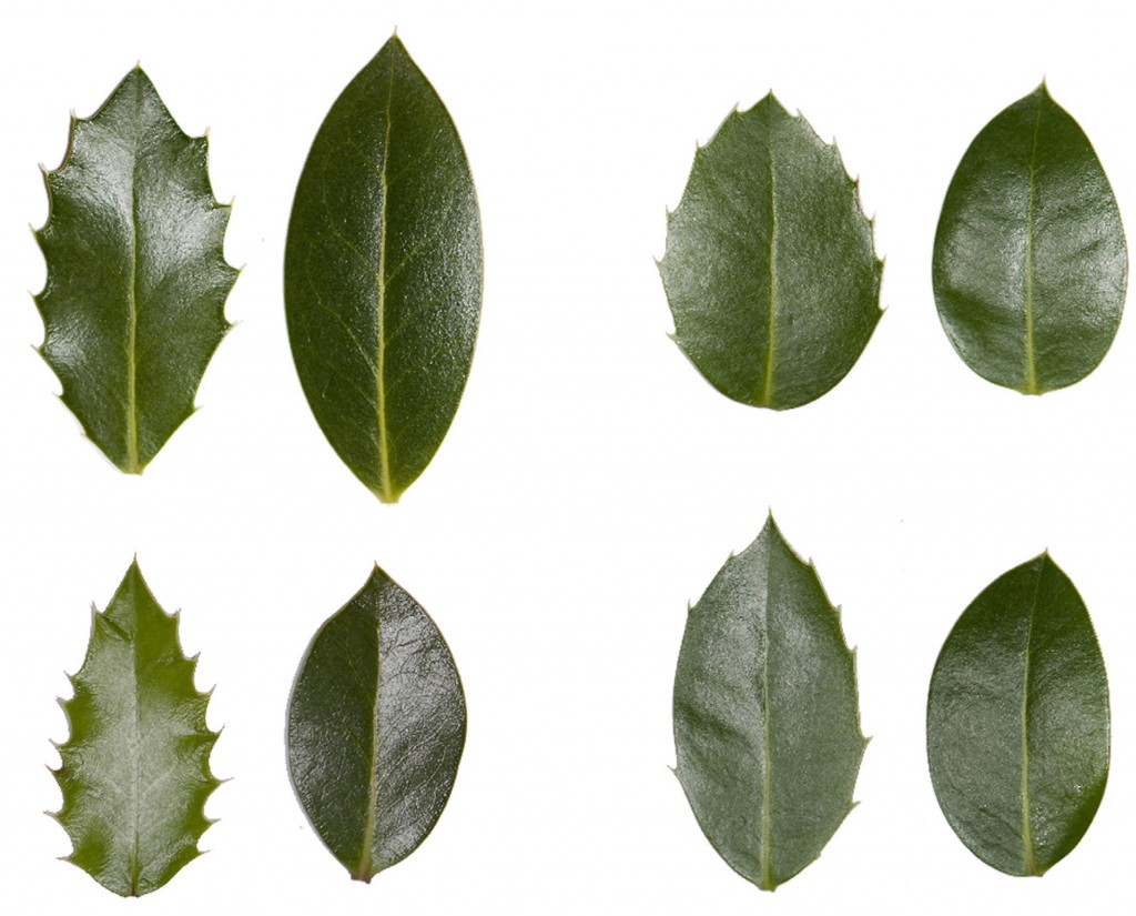 Ilex Ohne Stacheln Mit Roten Beeren Mit Stachel oder ohne? – Newsletter Epigenetik