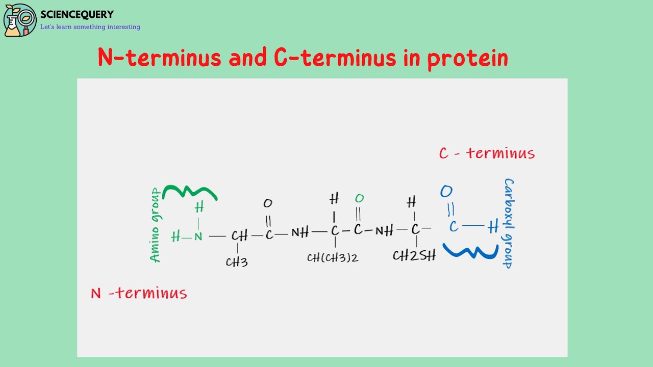 Orthopäden In Der Nähe Meines Standortes N terminus and C terminus in protein - YouTube