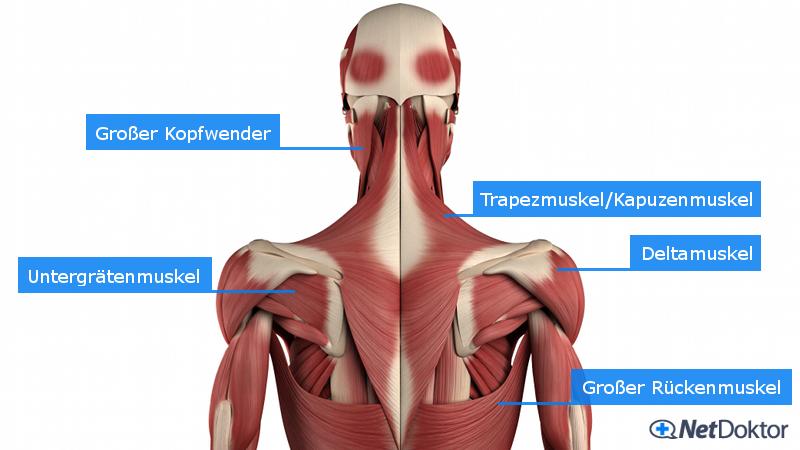 Nacken Schulter Massage In Der Nähe Nackenschmerzen: Ursachen, Therapie, Tipps - netDoktor.de