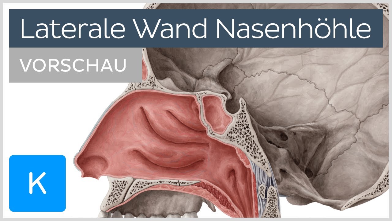 Praxisklinik Für Hals-nasen-ohrenheilkunde/allergologie - Dr. Kuth & Dr. Dreher