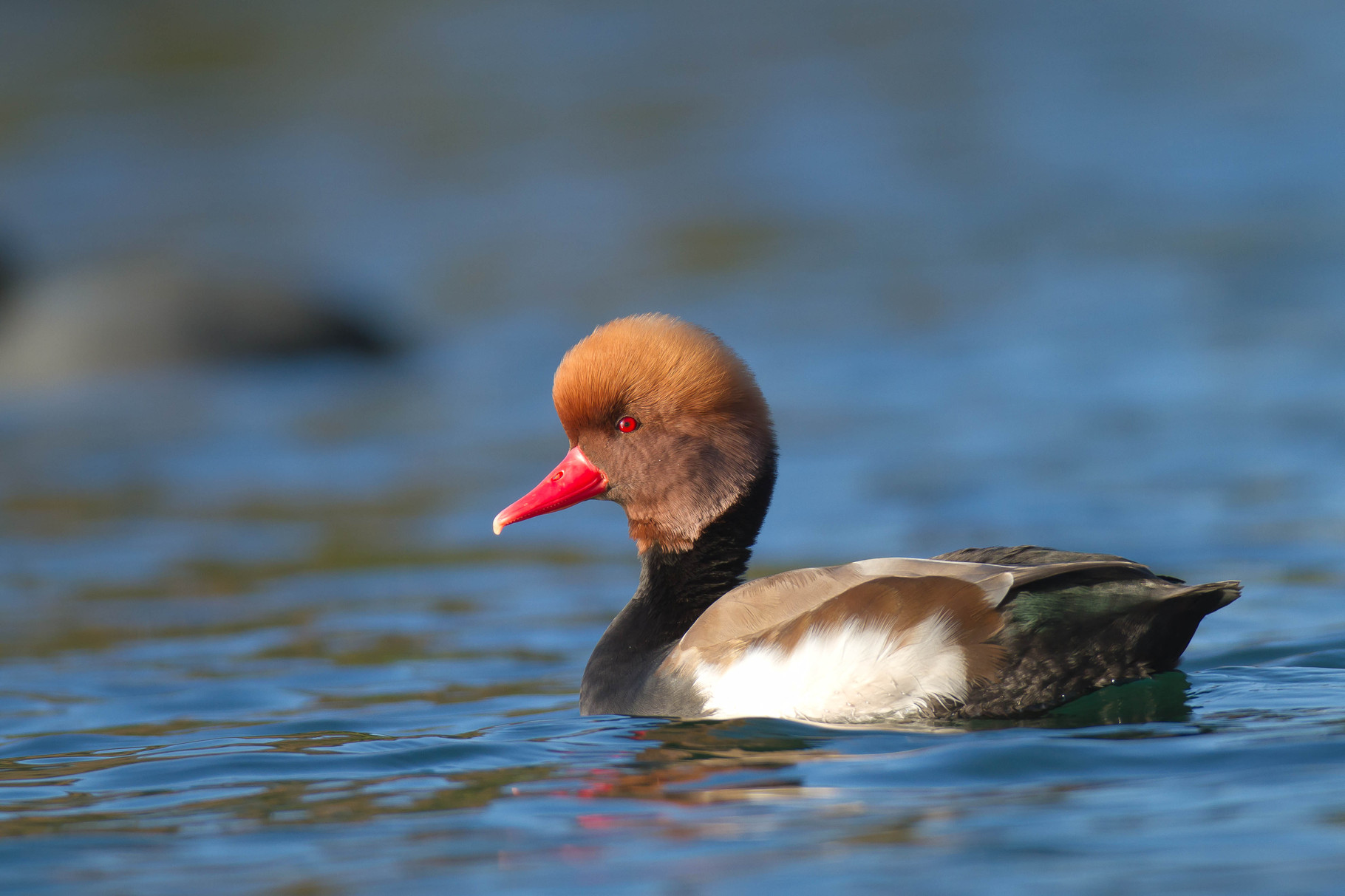 Nette Toilette In Der Nähe Nette rousse - Baie de Somme photo animaliere