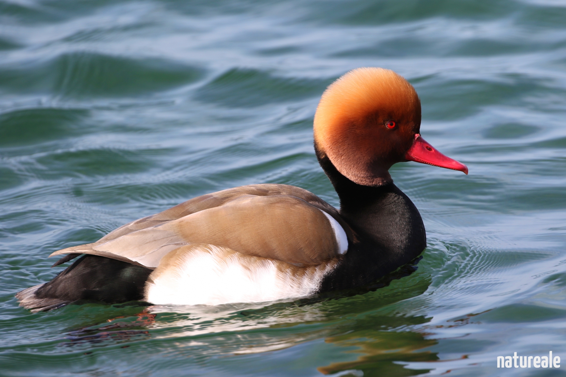 Nette Toilette In Der Nähe Nette rousse – Natureale