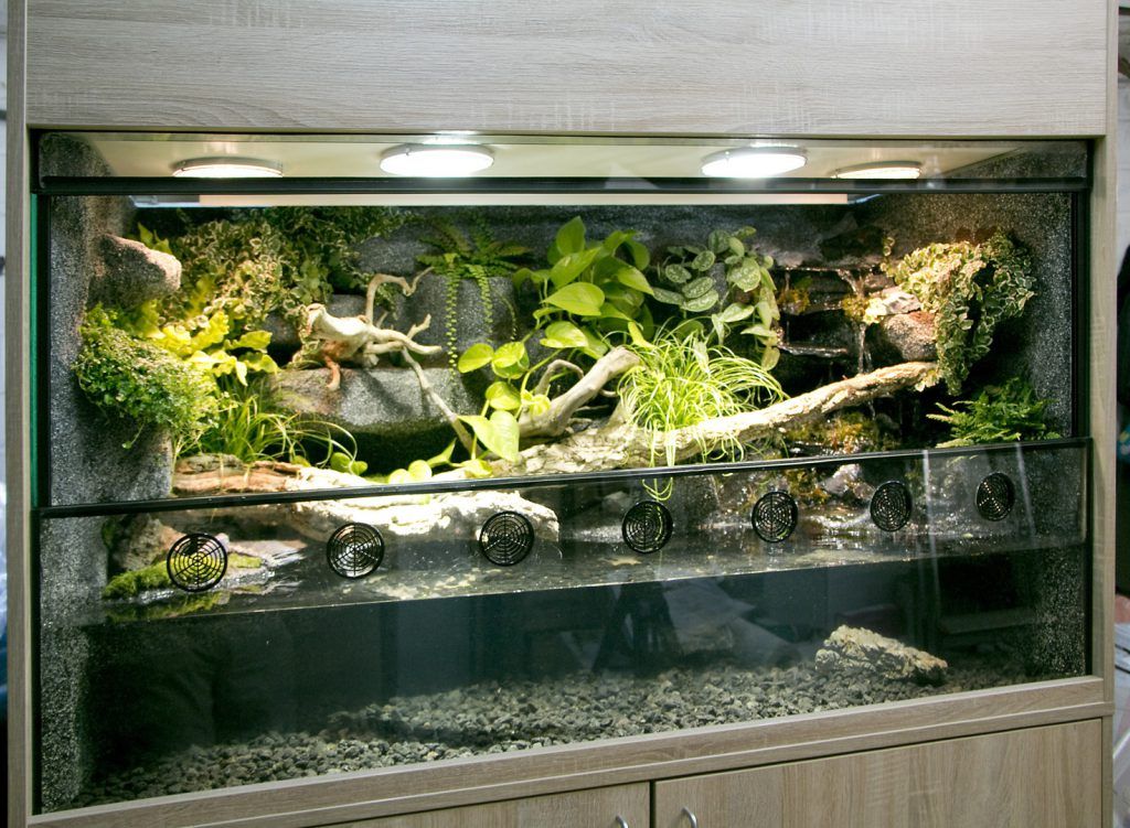 Welche Unterlagen Für Arbeitslosengeld 1 Paludarium ( Aquaterrarium) für Krokodilschwanzechsen