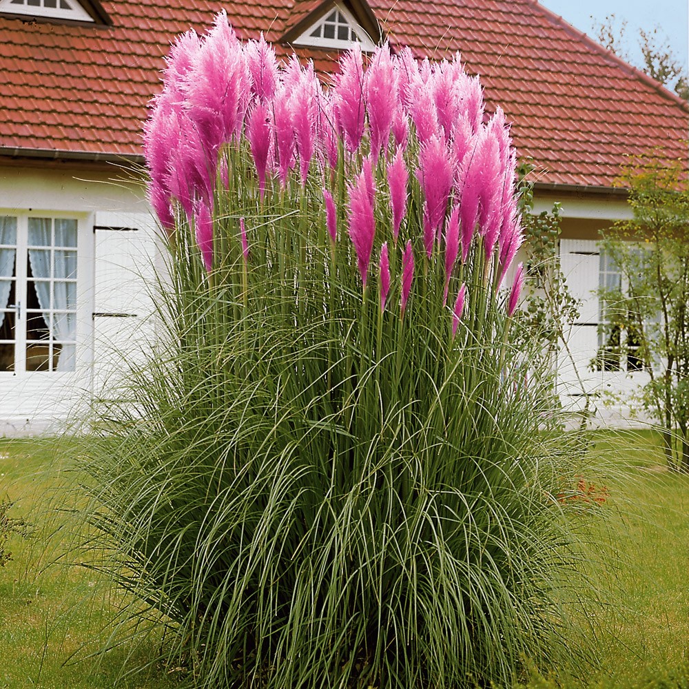 Pflanzen-kölle Gartencenter Gmbh & Co. Kg Wiesbaden Pampasgras kaufen | Ahrens+Sieberz - Pflanzenversand & Gartenbedarf