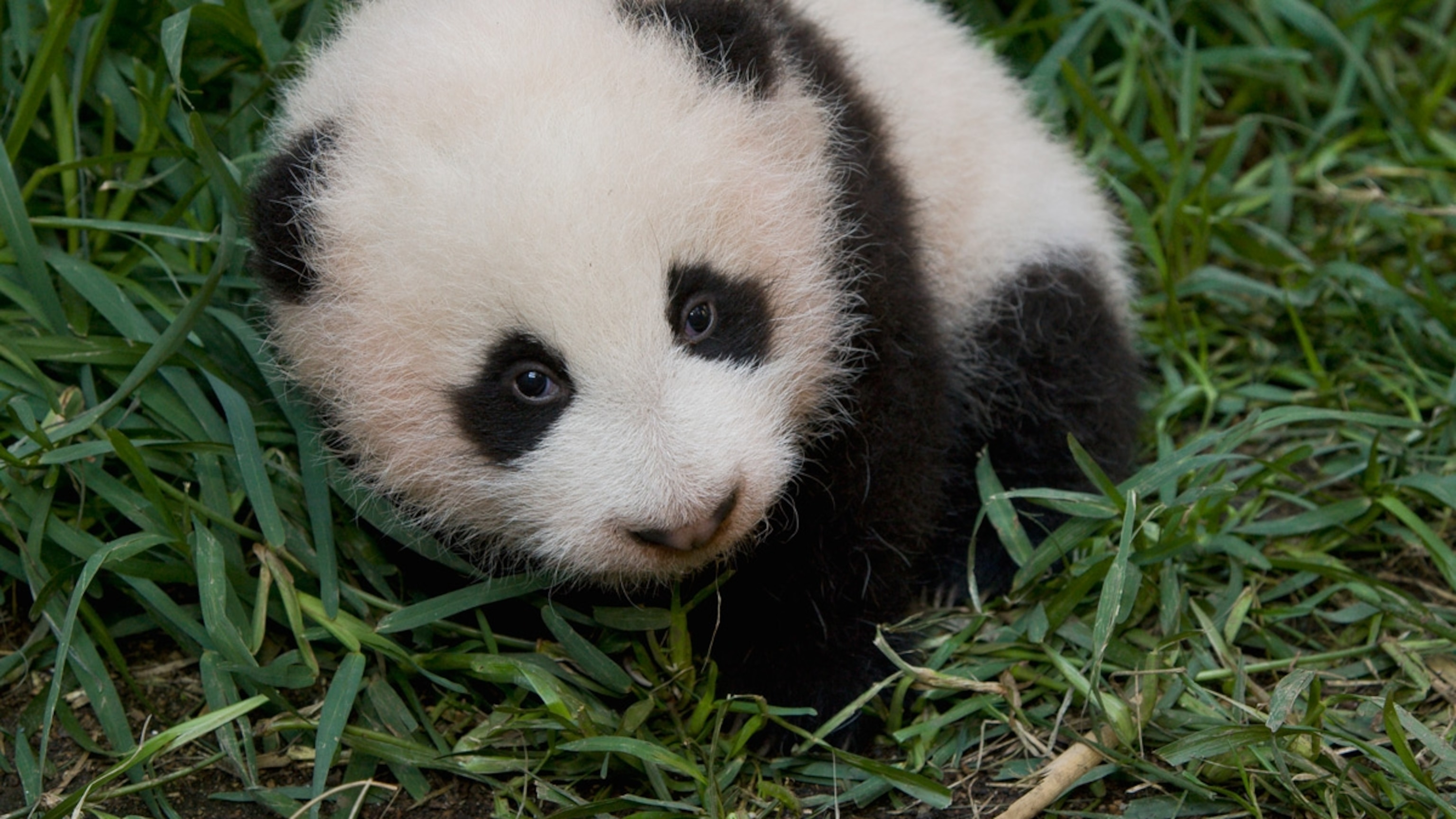 Panda Apotheke An Der Radrennbahn Bielefeld Panda Facts, History, Useful Information and Amazing Pictures👲 Descubra