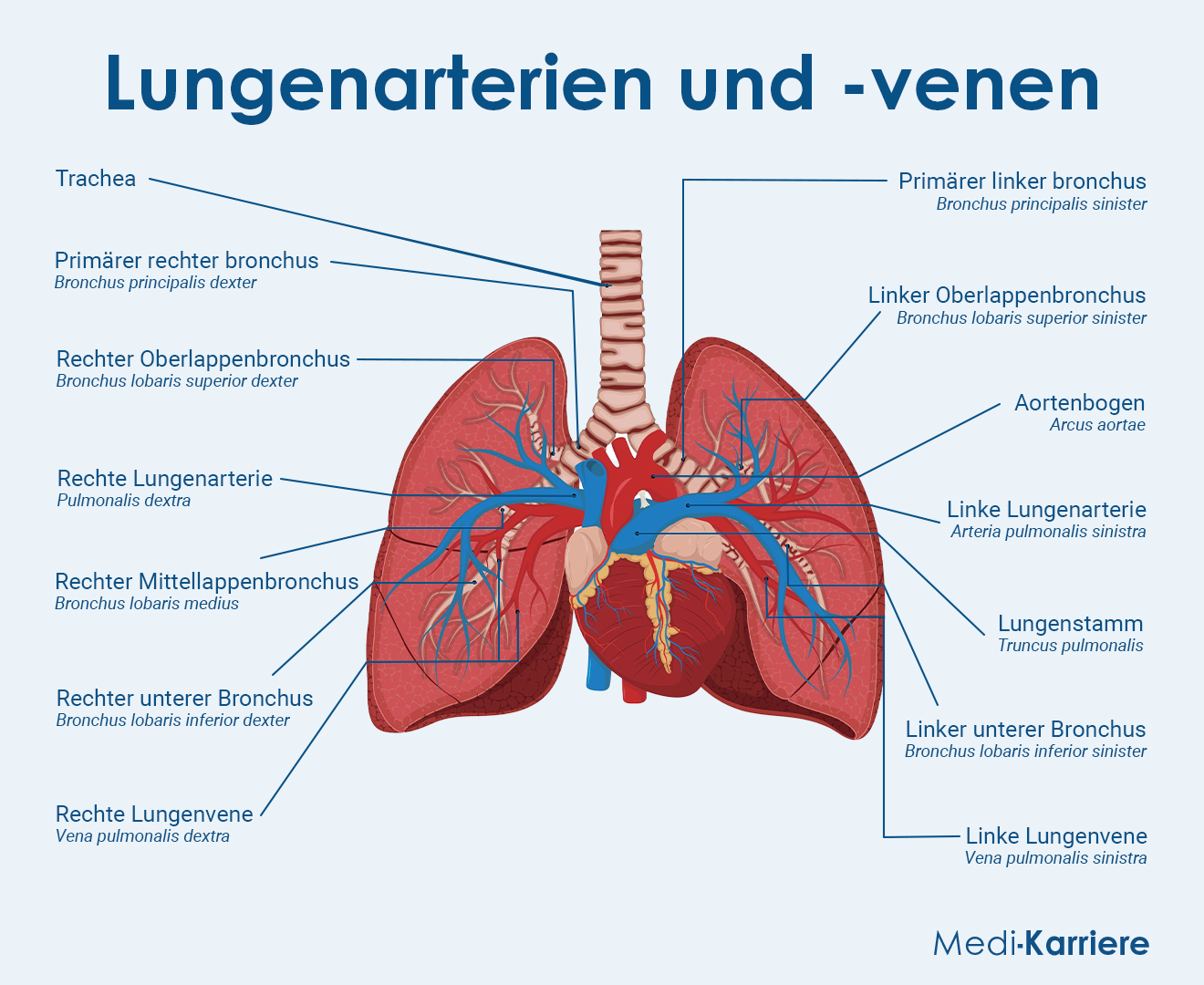 Ringelröteln Und Röteln Das Gleiche Pch Lunge
