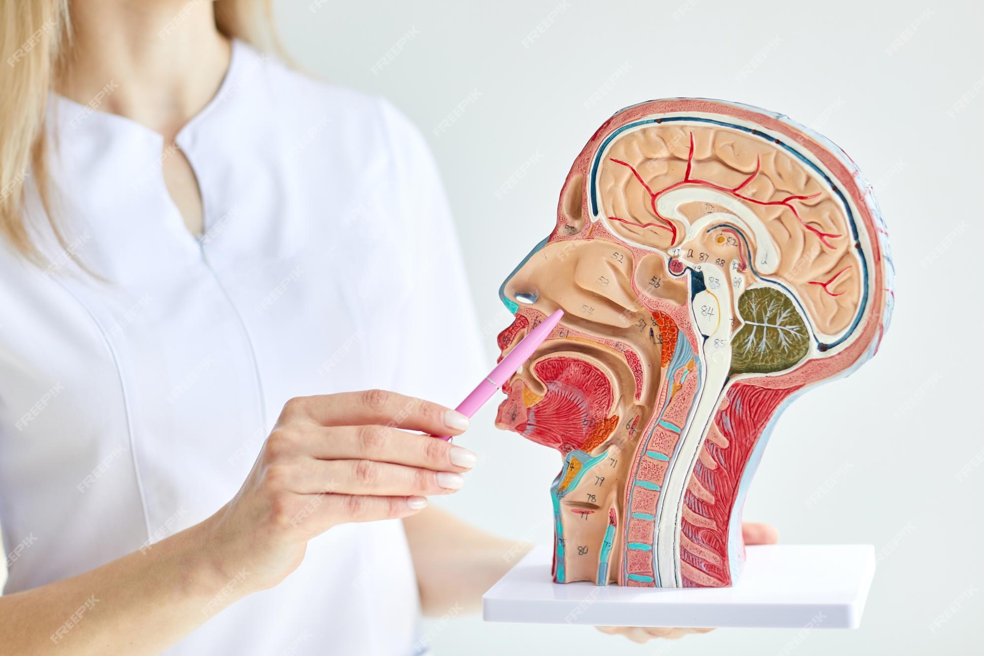 Nasen Ohren Arzt In Der Nähe Premium Photo | Otolaryngologist consultation ENT doctor using throat