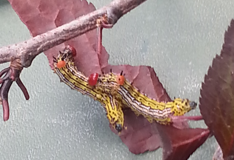 Welcher Hausarzt In Gera Nimmt Noch Patienten Auf Prominent Moth Caterpillars Archives - What's That Bug?