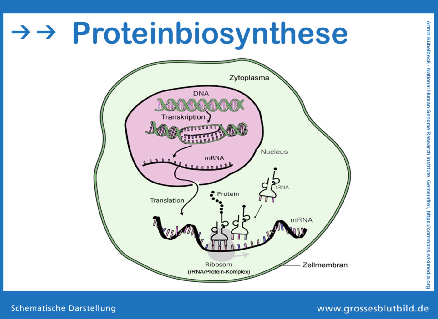 Proteinbiosynthese Bei Pro Und Eukaryoten Proteinbiosynthese » Dr. Stephan