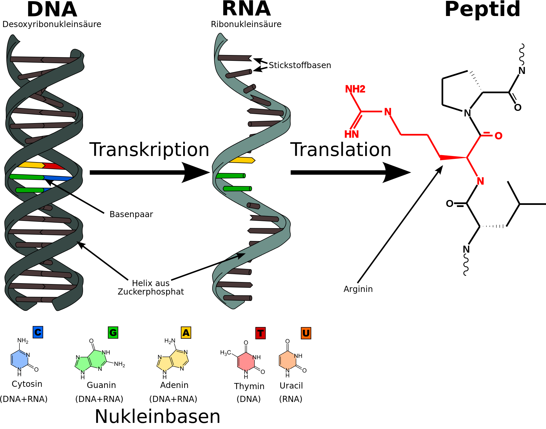 Proteinbiosynthese Bei Pro Und Eukaryoten Proteinbiosynthese: Proteine herstellen – lernen mit Serlo!