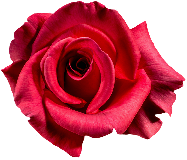 Rote Karte Berlin Termin Buchen Rose Rot Blüte · Kostenloses Foto auf Pixabay