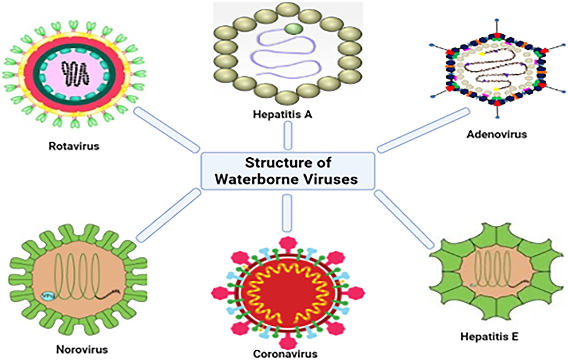 Rota Virus Wie Lange Ansteckend Rotavirus Contagious Period