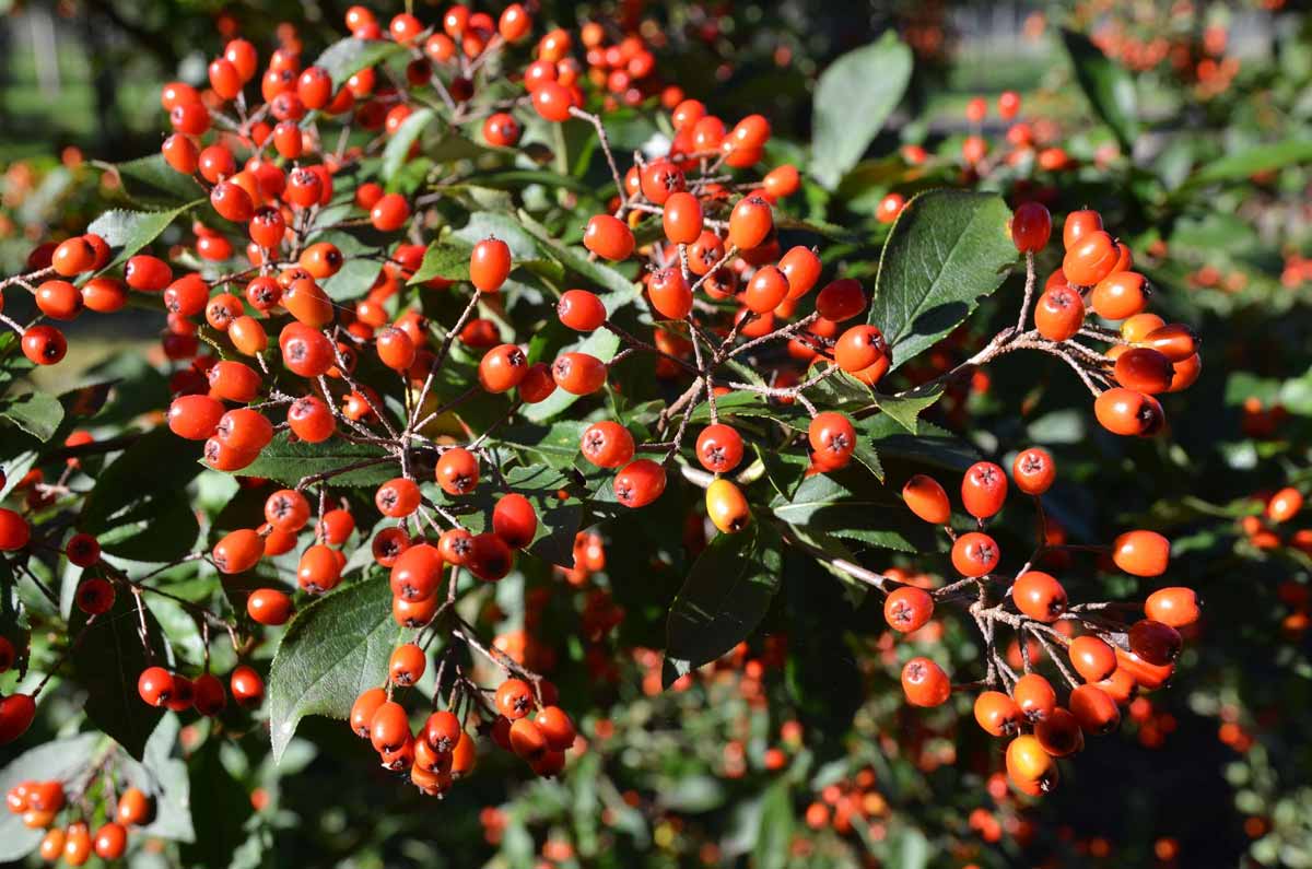 Ilex Ohne Stacheln Mit Roten Beeren Rote Beeren an Bäumen und Sträuchern | International Tree Broker