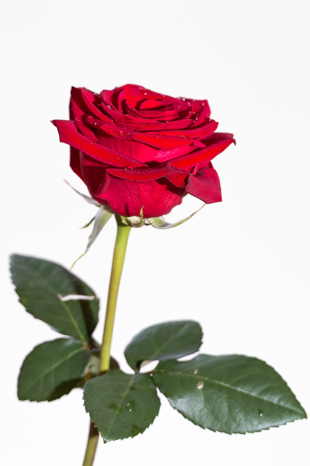 Rote Karte Berlin Termin Buchen Rote Rose auf weißem Hintergrund Kostenloses Stock Bild - Public Domain