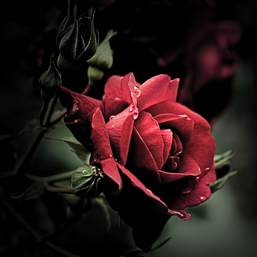 Rote Karte Berlin Termin Online Mitte rote Rose Foto & Bild | rot, natur, pflanzen Bilder auf fotocommunity