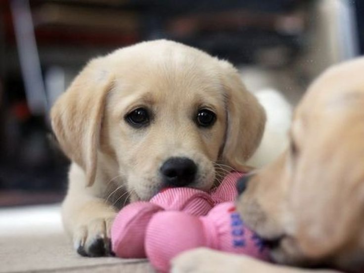 Bloemer & Füsser Gmbh & Co. Kg S%c3%bcsser hund 8 | Cute puppies, Puppy dog eyes, Puppies funny