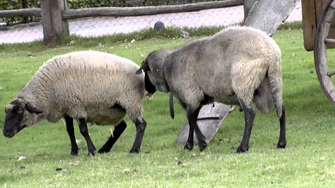 Wie Lange Dauert Die Einbürgerung In Deutschland