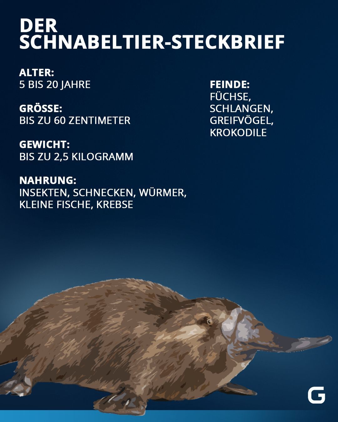 Ist Das Schnabeltier Ein Säugetier Schnabeltier: Steckbrief, Fakten & Co. | Galileo