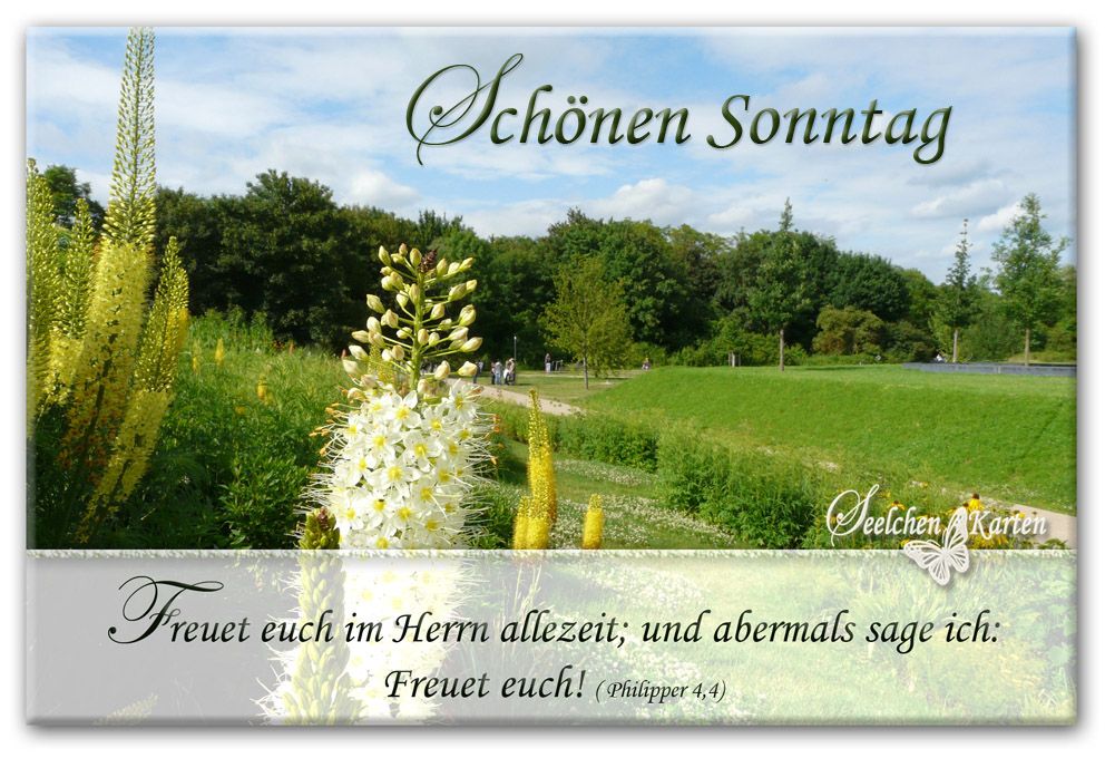 Sonntags Blumen Kaufen In Der Nähe Schönen Sonntag mit Bibelvers
