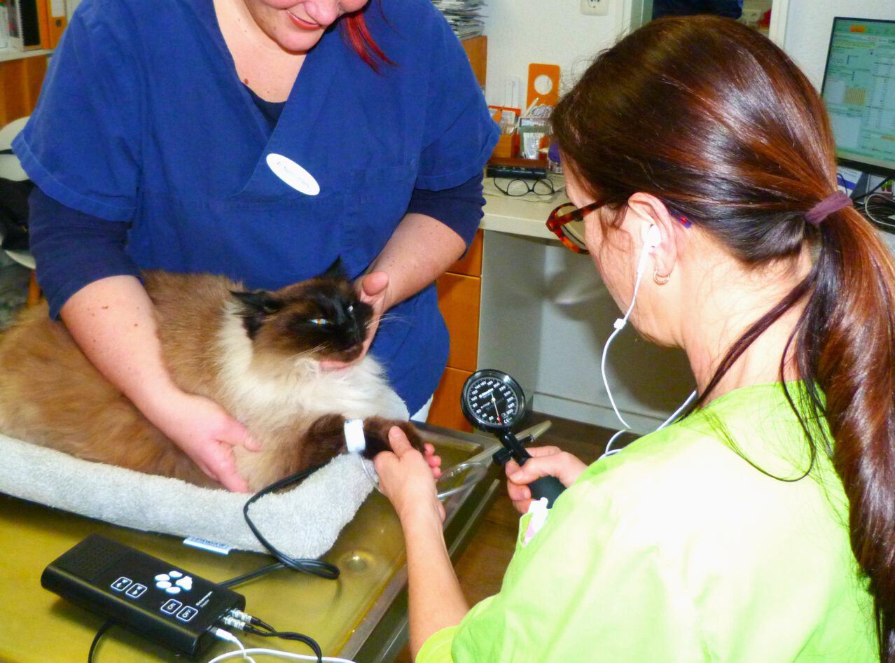 Herlyn Erich Dr. Med. Vet. Tierarzt Service - Kleintierpraxis Dr. med. vet. U. Morys