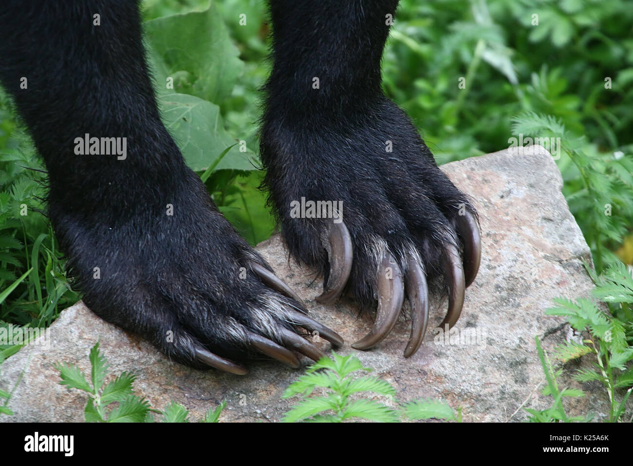 Krallen Schneiden Hund In Der Nähe Sharp claw claws -Fotos und -Bildmaterial in hoher Auflösung – Alamy