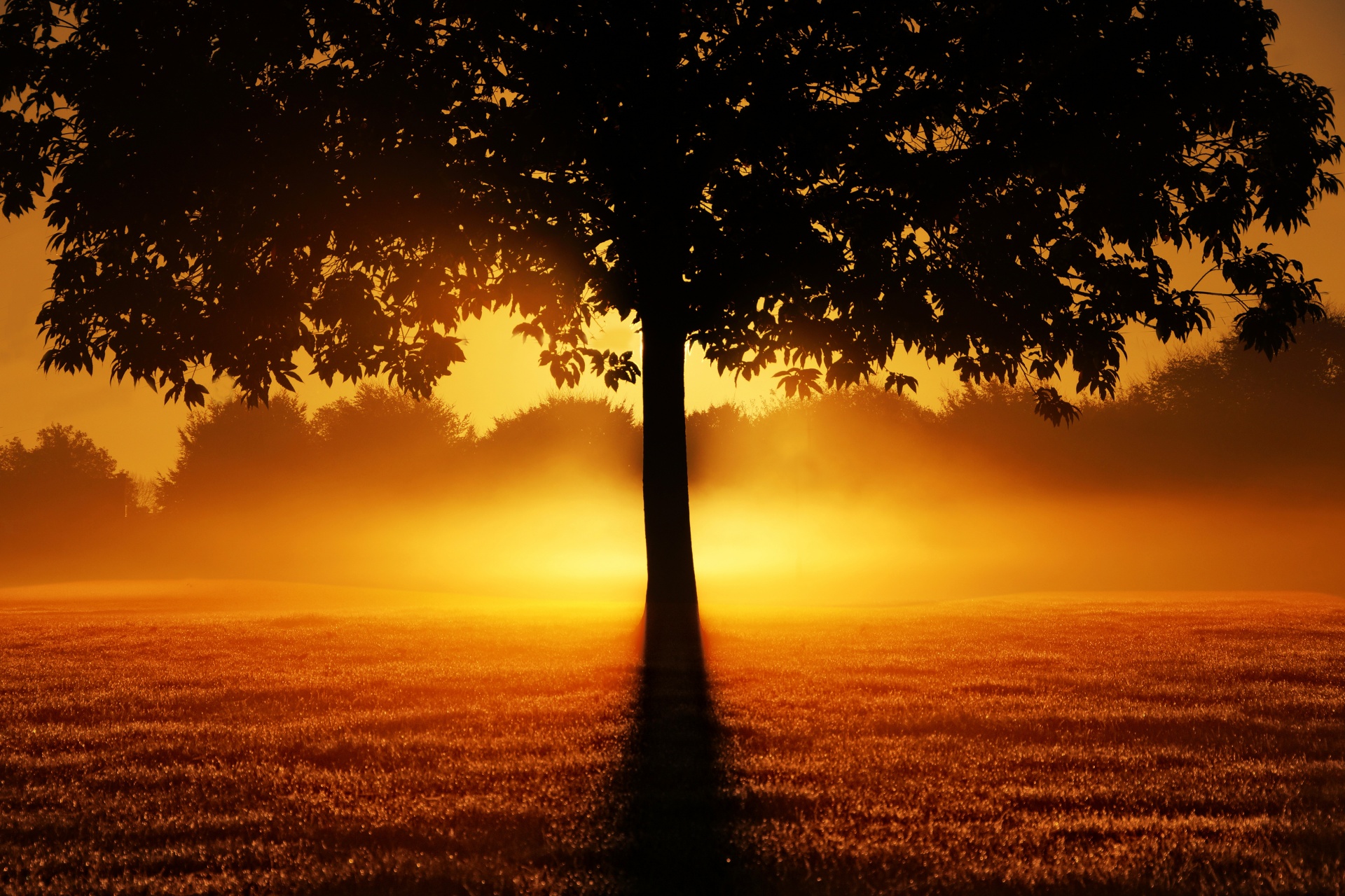Baumärkte In Der Nähe Jetzt Geöffnet Sonnenaufgang Baum Silhouette Natur Kostenloses Stock Bild - Public