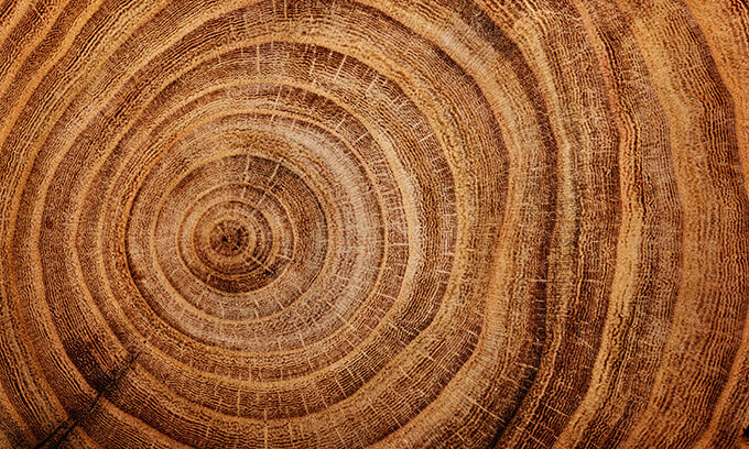 Holz Fey Erich Fey Gmbh & Co Kg Splintholz - Holz-Lexikon - Holz vom Fach