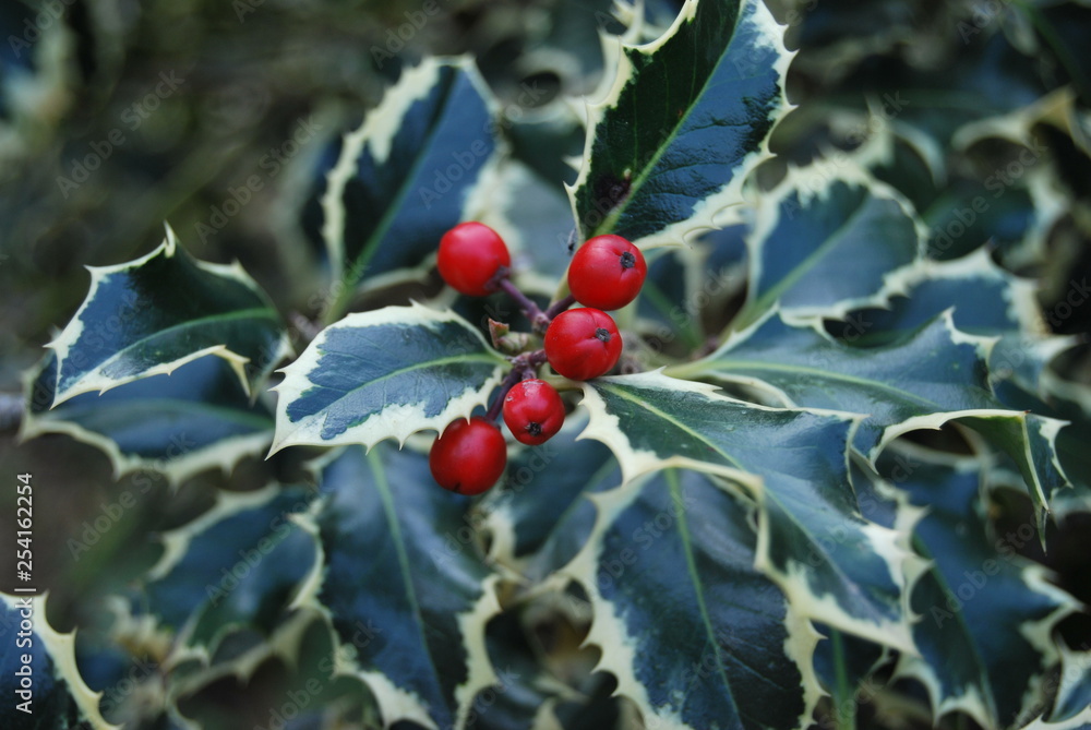 Ilex Ohne Stacheln Mit Roten Beeren