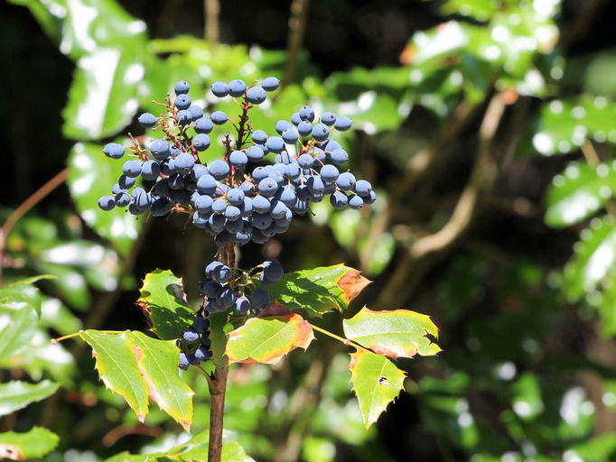 Ilex Ohne Stacheln Mit Roten Beeren Stechpalme mit blauen Beeren » Gibt's das? (Ilex)