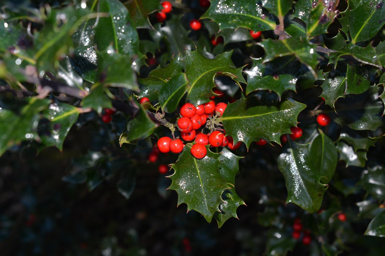 Ilex Ohne Stacheln Mit Roten Beeren Stechpalmen Ilex Beeren · Kostenloses Foto auf Pixabay