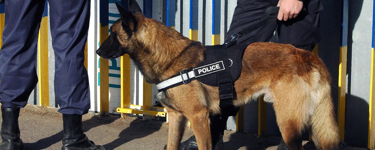 Welche Rentner Sind Von Der Hundesteuer Befreit Steuerfreie Hunde - Hundemagazin