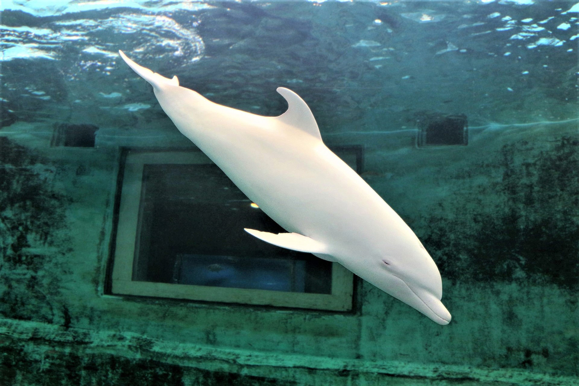 Gibt Es Gelbe Säcke Bei Rossmann The Dolphin’s smile – The biggest illusion on earth – Ceta Journal