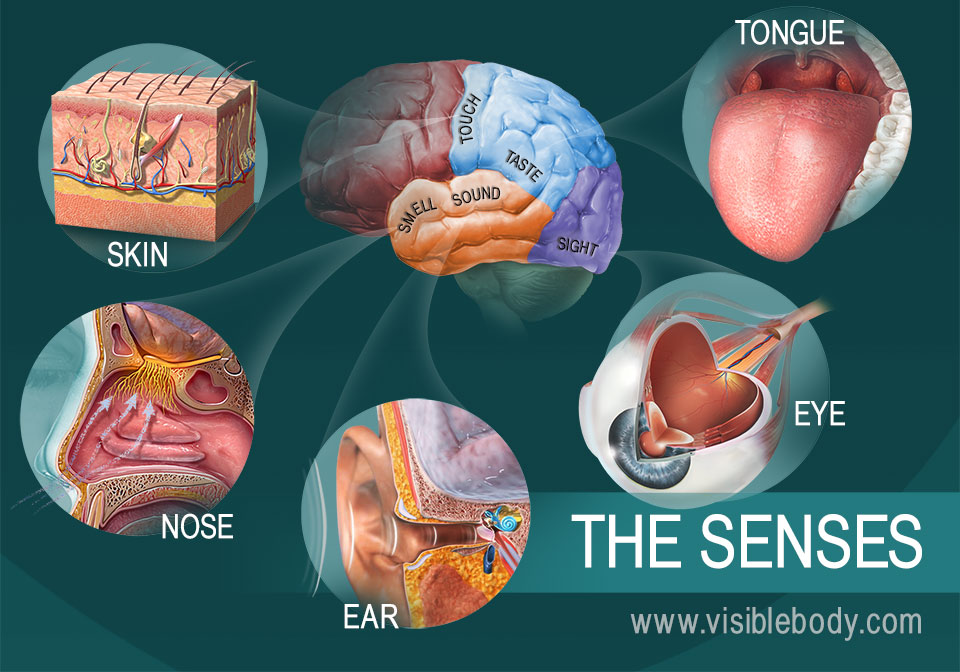 Sense Of Thai - Massage & Wellspa The Five Senses