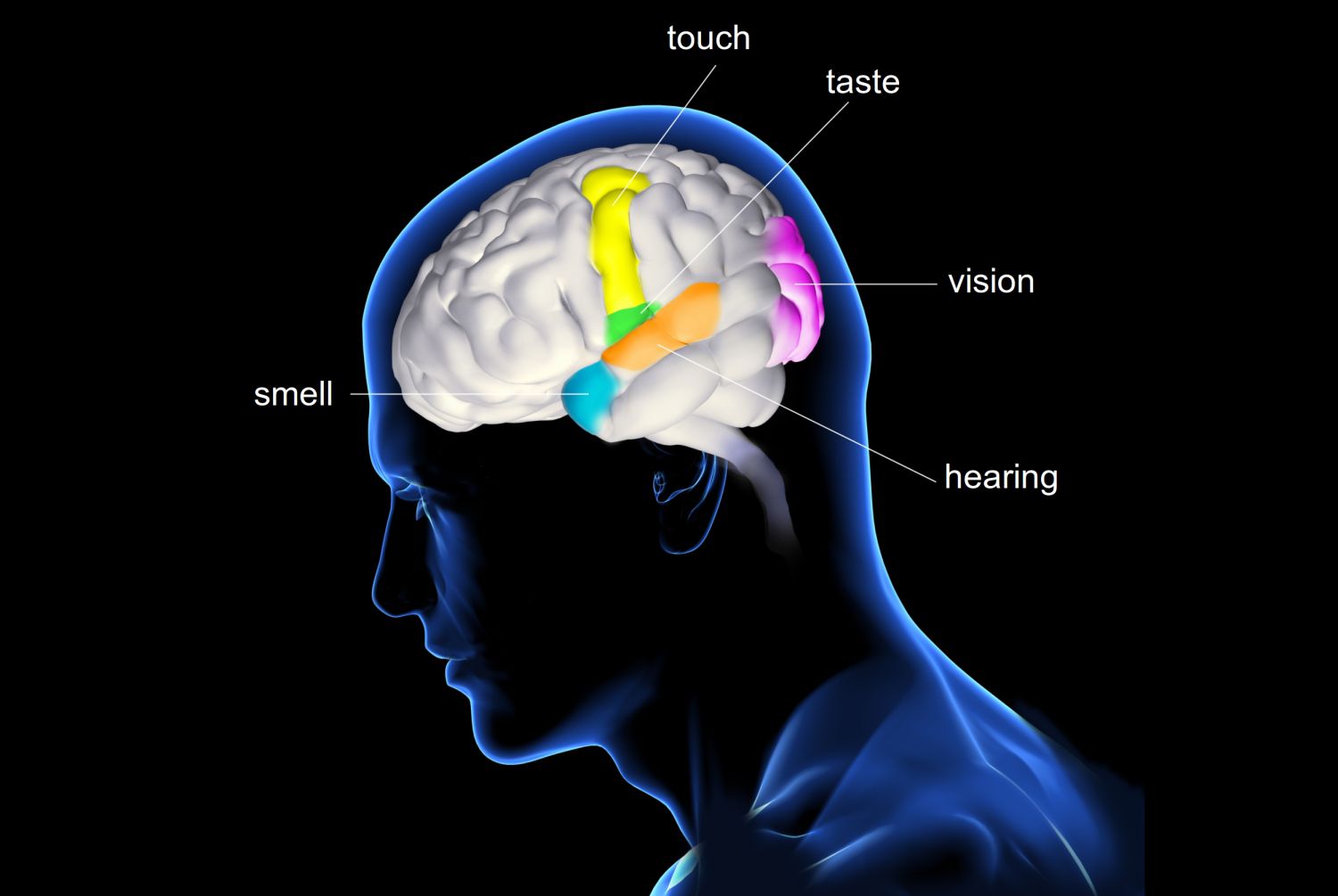 Sense Of Thai - Massage & Wellspa The Five Senses and How They Work