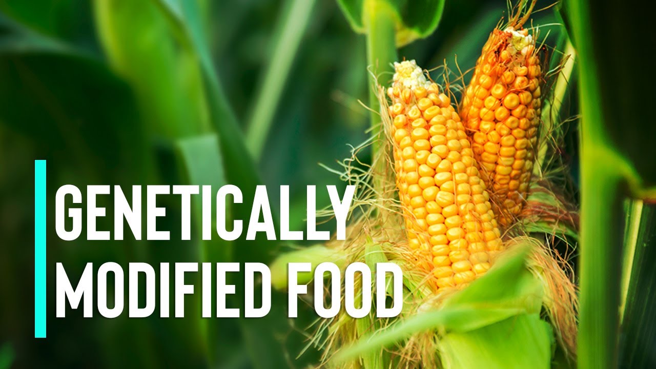 Genetically Engineered Food Pros And Cons The Pros and Cons of Genetically Modified Food as a Solution to World