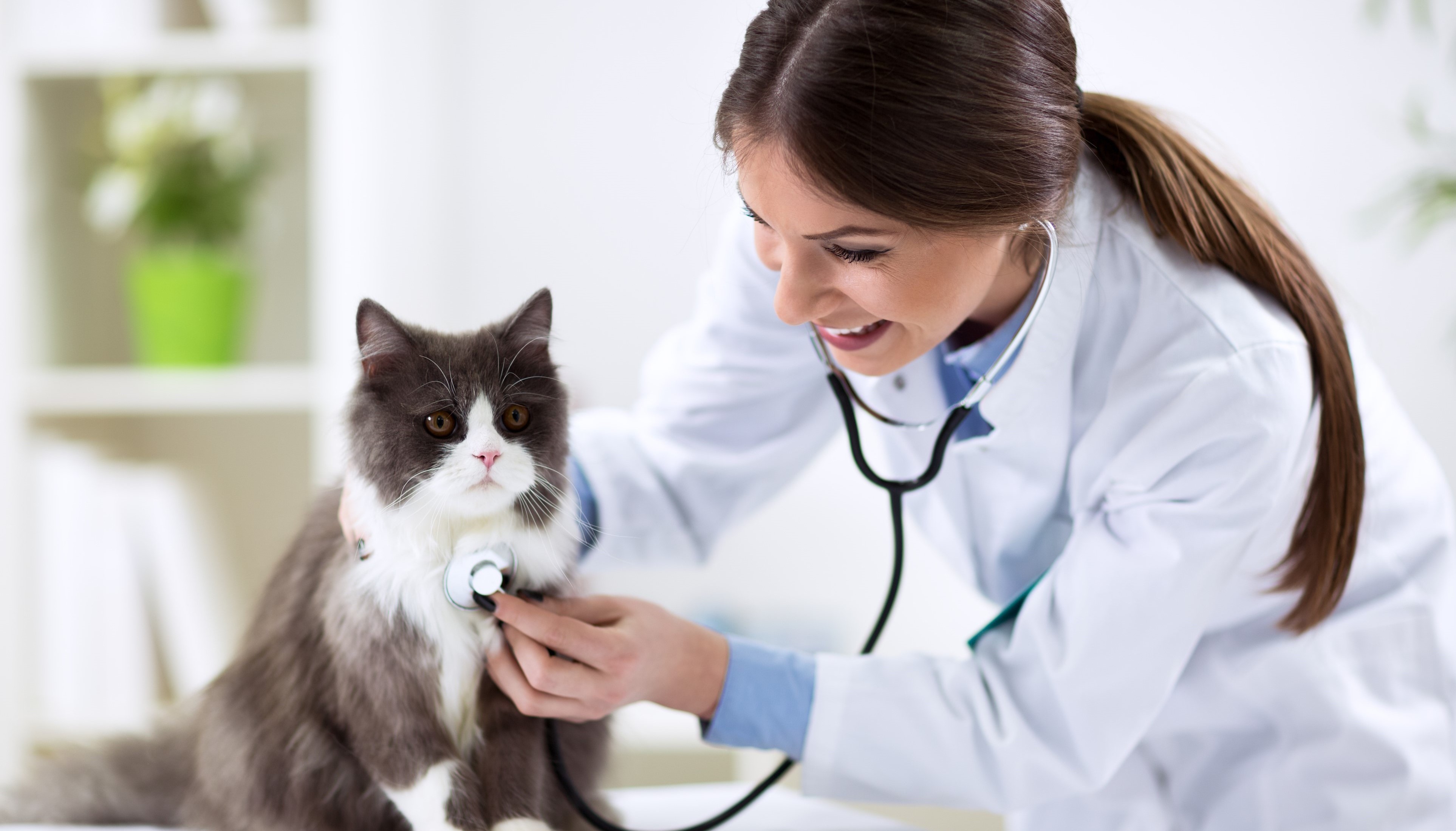 Tierarzt Für Katzen In Der Nähe Tierarzt